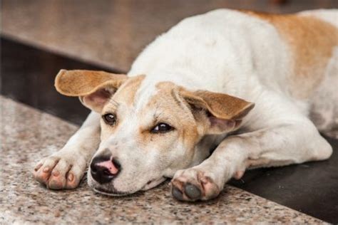 Dazzled by Science Part 11: Gabapentin for Behavioral Issues in Dogs ...