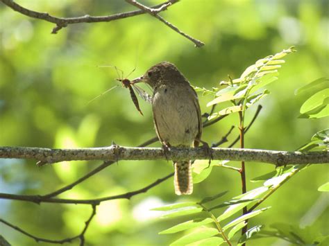 Pacific Horticulture | Feeding the Birds, Au Naturel