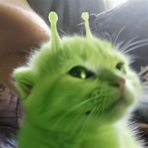 Realistic GLorp Alien Cat | Cat memes, Cats, Alien