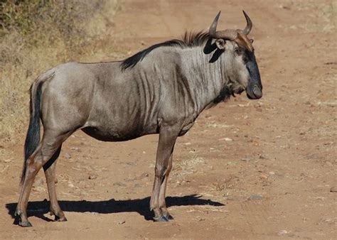 wildebeest facts size weight diet behaviors  habitats