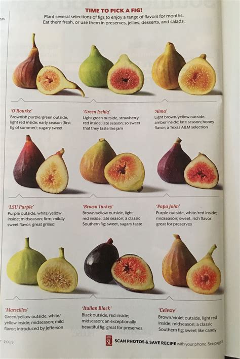 how to identify your fig tree - Raymonde Upton