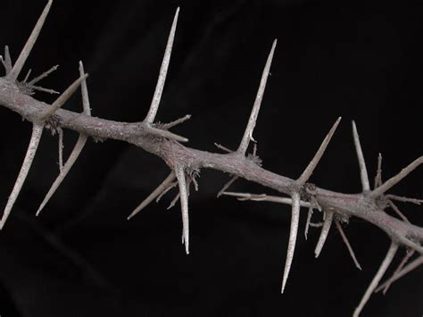 poesia en su tinta asesoria poetica personalizada  espina