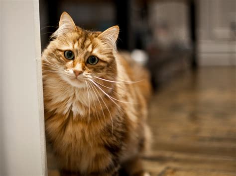 siberian cat cat breeds breeds