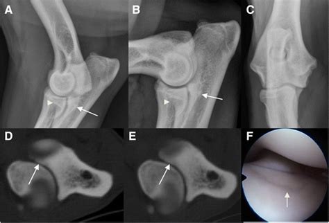 assessment  medial coronoid disease   canine lame elbow joints