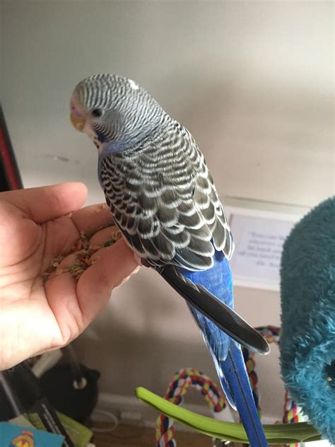normal  young budgie   grown   long feather