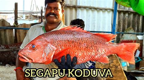 SEGAPU KODUVA FISH CUTTING VIDEO - YouTube