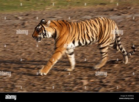 indischer tiger, koenigstiger, panthera tigris tigris, indien, asien ...
