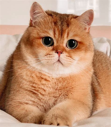 The Official EDMW Cat : British Shorthair | HardwareZone Forums