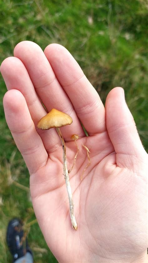 Suspected Psilocybe fimetaria found at 388m elevation today in North ...