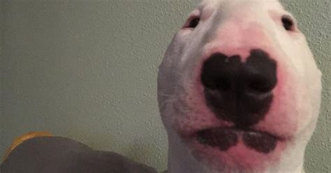 walter  dog die details    death rumors  true