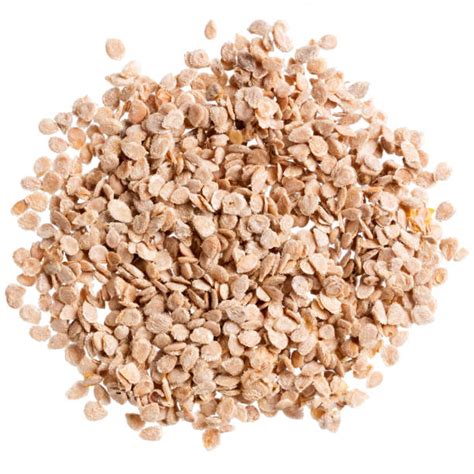 tomato seeds stock  pictures royalty  images istock