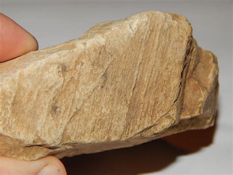 Fossil Bone? - Fossil ID - The Fossil Forum