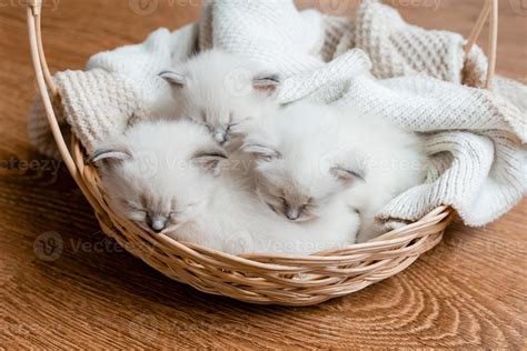 Closeup of a British shorthair kittens of silver color sleeping in a