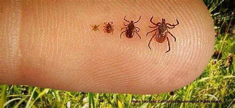 How to rid your dogs of Fleas and Ticks! 100% Australian Eucalyptus Oil