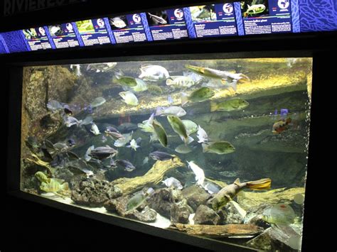 African river aquarium - ZooChat