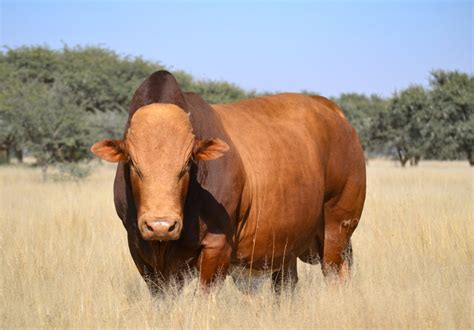 afrikaner cattle breeders society  south africa