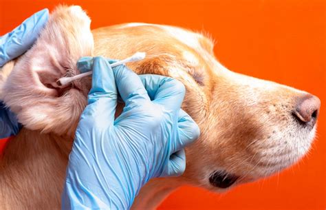 Como Saber Se O Cachorro Está Com Dor De Ouvido - Como saber se o cachorro está com dor de ouvido? Confira os sintomas ...