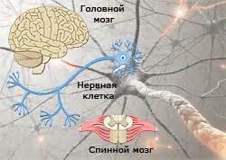 Заболевания нервной системы