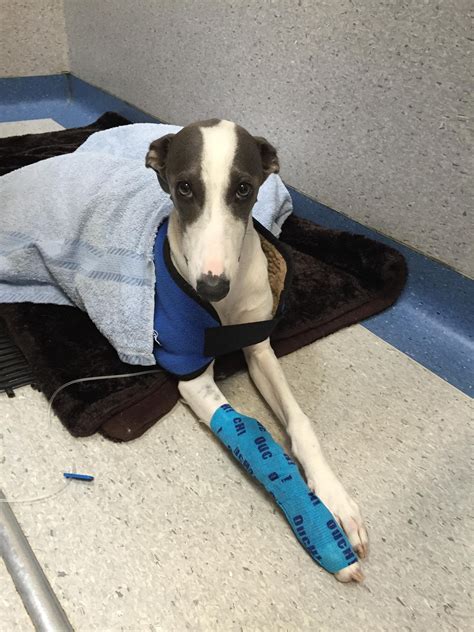 I had my dog neutered. The vet sent me this after the operation. I feel so bad. : aww