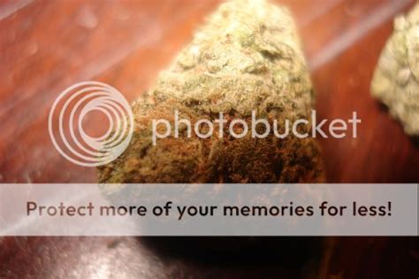 og kush?? | Grasscity Forums - The #1 Marijuana Community Online