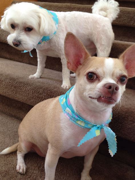 18 Chihuahua ideas | chihuahua, dogs, animals