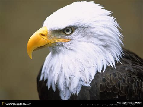 endangered birds |Zoo Animals