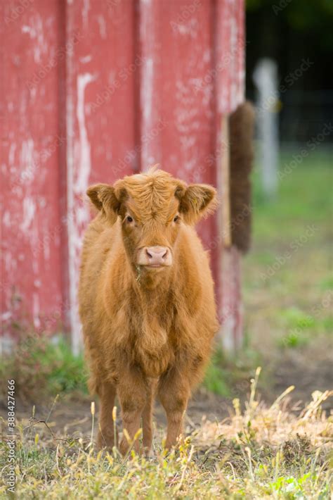 baby Scottish Highland Cow calf red or ginger in color on small hobby ...