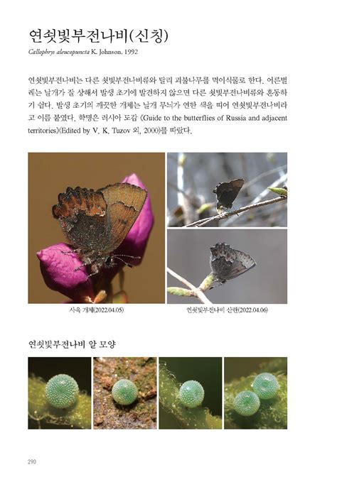 한국숲해설가협회 - 초보자를 위한 한국 나비 생태 도감