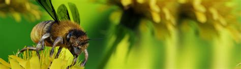 bee macro render blendernation