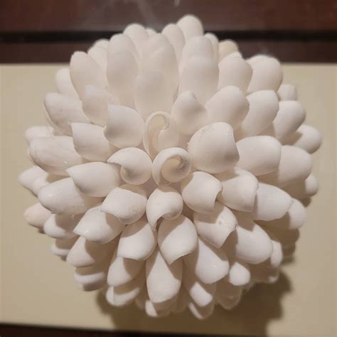 sea shell ball table decor shell ball beach decor sea shell sphere