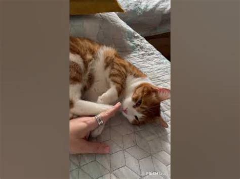Рижо коте Хари 3(ginger cat Harry beauty) #cat #funny #cat #kitten # ...