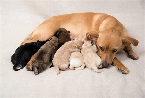Why Do Mother Dogs Attack Their Puppies