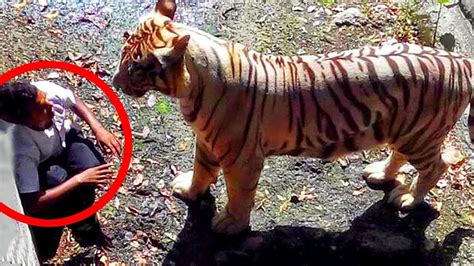 Most Shocking and Dangerous Wild & Zoo Animal Attacks Caught on Tape ...