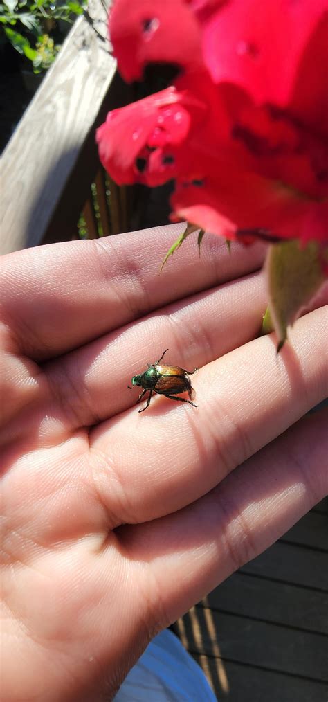 What are these bugs eating my rose bush? : r/gardening