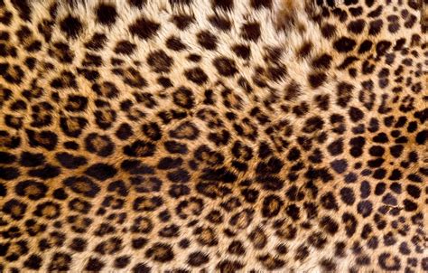 Wallpaper skin, fur, leopard, texture, animal, fur images for desktop ...