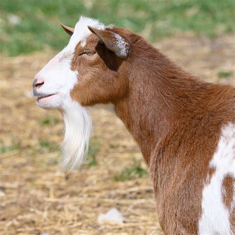 Barbari Goat (male) 35Kg - albarbarigoatfarming