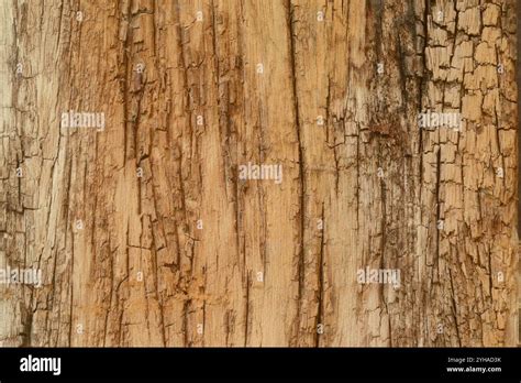 Texture ou fond de texture de bois naturel de couleur claire, la