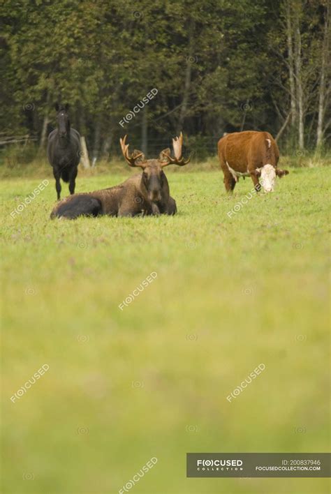Horse, moose and cow together in field in Bella Coola, British Columbia