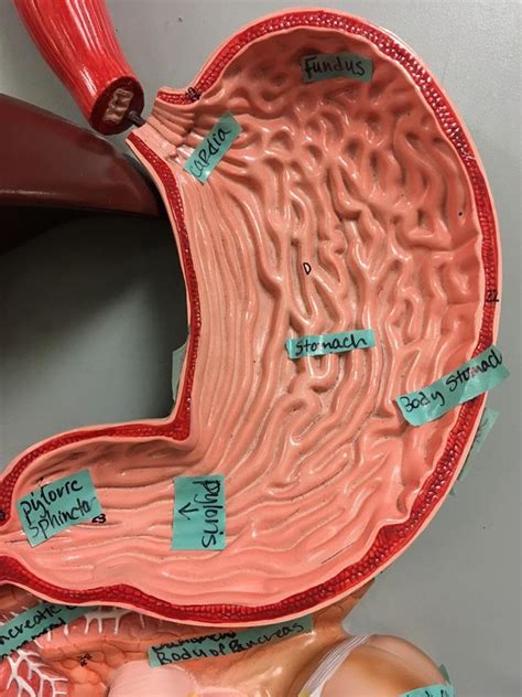 stomach model diagram quizlet