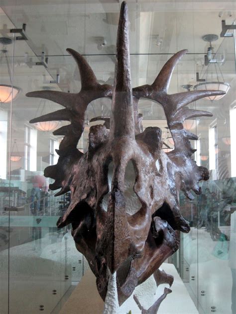 Extinct Animal of the Week: Styracosaurus images