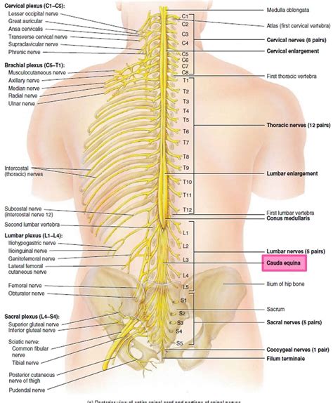 Cauda equina, cauda equina syndrome causes, symptoms & treatment