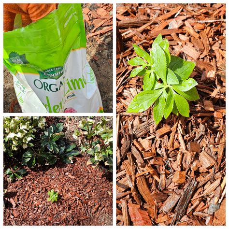 Growing Hellebores