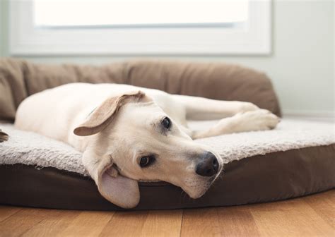 The Place Command - Working Dog Magazine