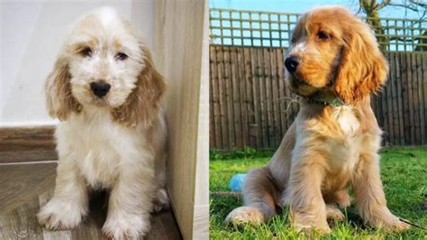 golden cocker retriever  amazing