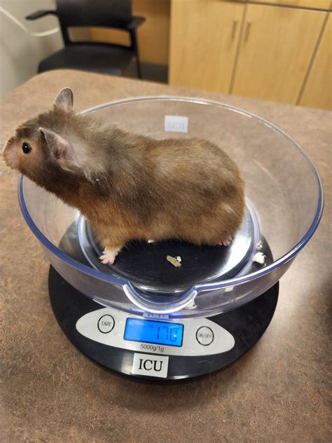 i write space gays in unfortunate situations — my hamster has lymphoma