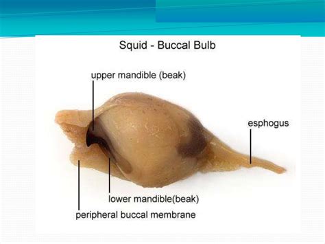 Squid dissection