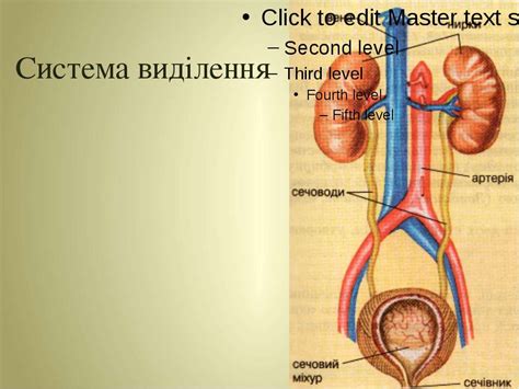 Будова людини - презентація з біології