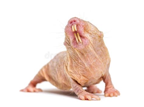 Naked Mole-rat, Hairless Rat, Heterocephalus Glaber, Isolated on White ...