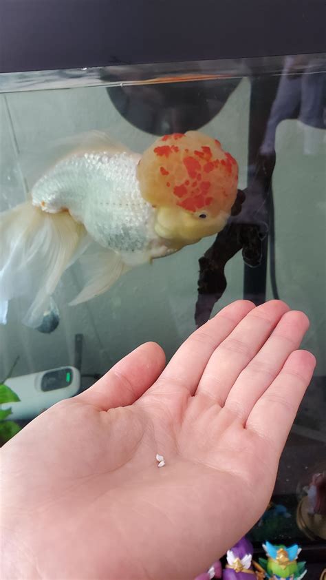can goldfish losing hair step by step 7