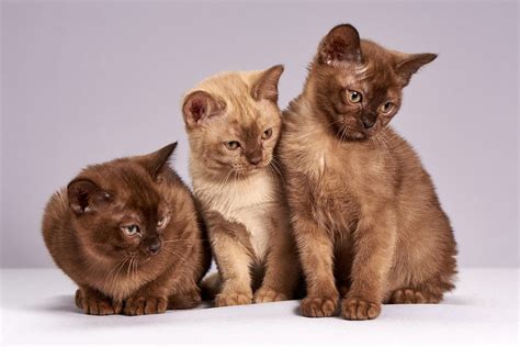 Más de 50 000 imágenes gratis de Gatos Graciosos y Gatos - Pixabay
